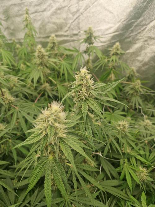 Stardawg pheno hunt. Week 10