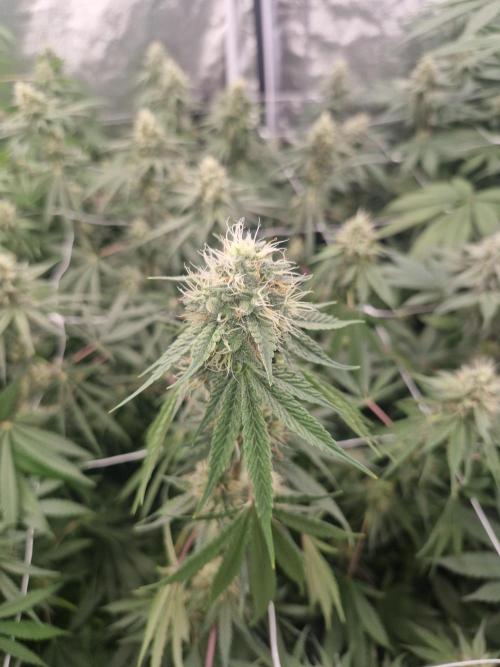 Stardawg pheno hunt. Week 10