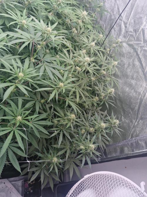 Blue dream pheno hunt. Week 10