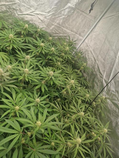 Blue dream pheno hunt. Week 10