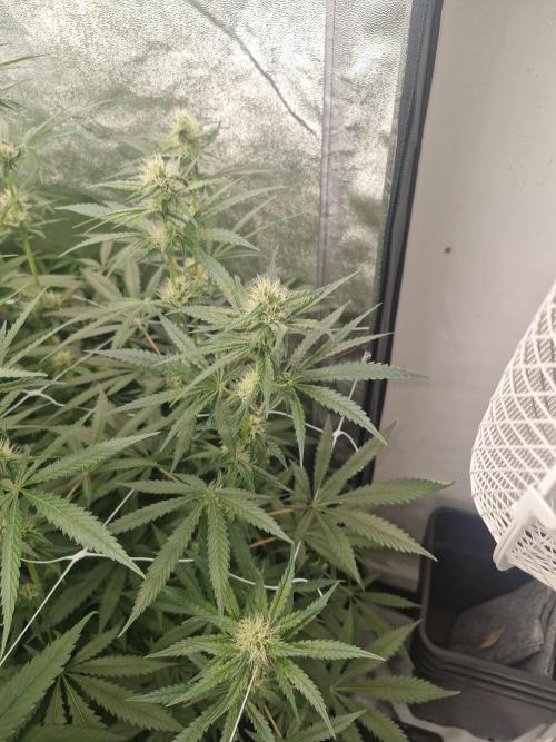 Blue dream pheno hunt. Week 10