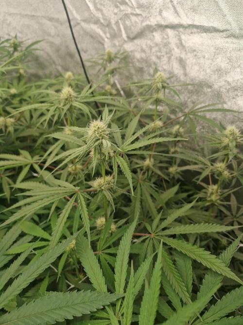 Blue dream pheno hunt. Week 10