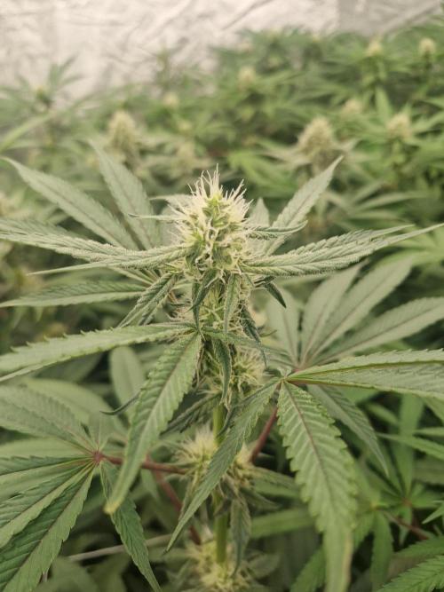 Cherry poppers pheno hunt. Week 10