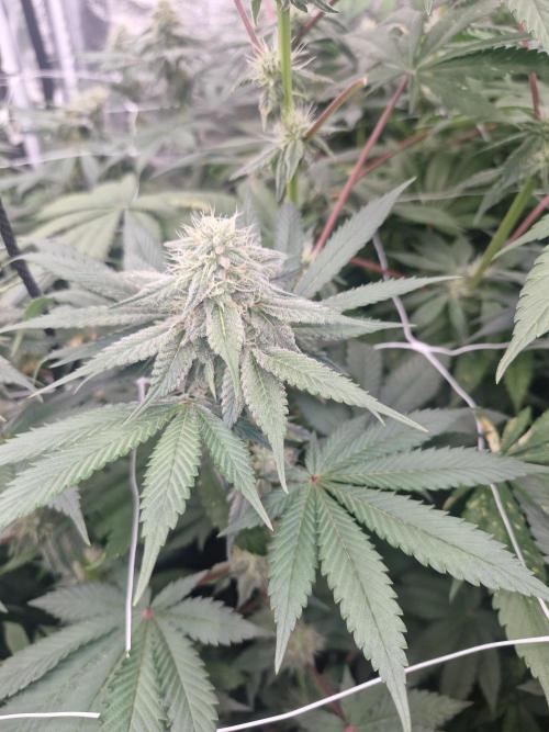 Cherry poppers pheno hunt. Week 10