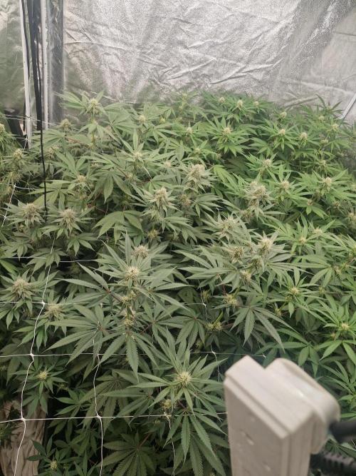 Cherry poppers pheno hunt. Week 10