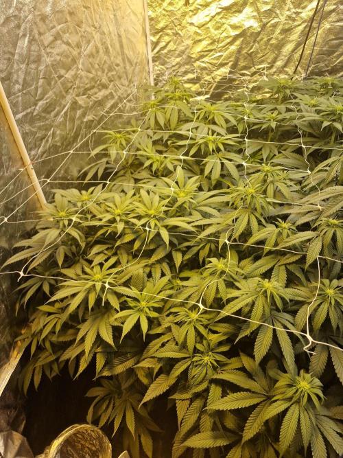 Rs11 pheno hunt. Week 11