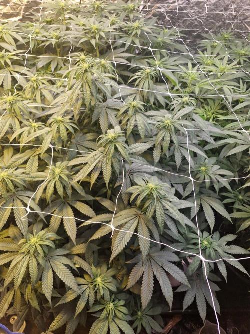 Rs11 pheno hunt. Week 11