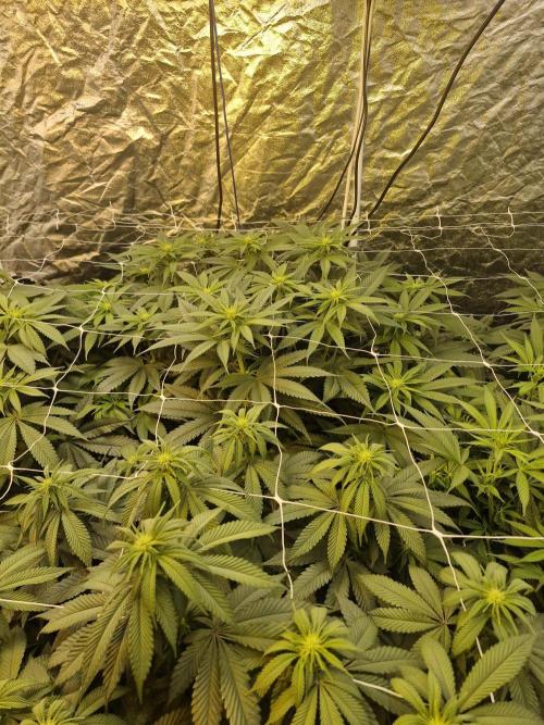 Rs11 pheno hunt. Week 11