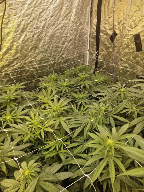 Rs11 pheno hunt. Week 11