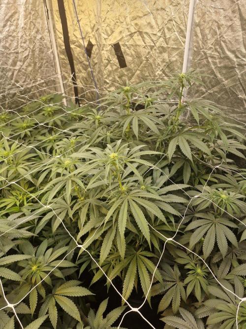 Rs11 pheno hunt. Week 11