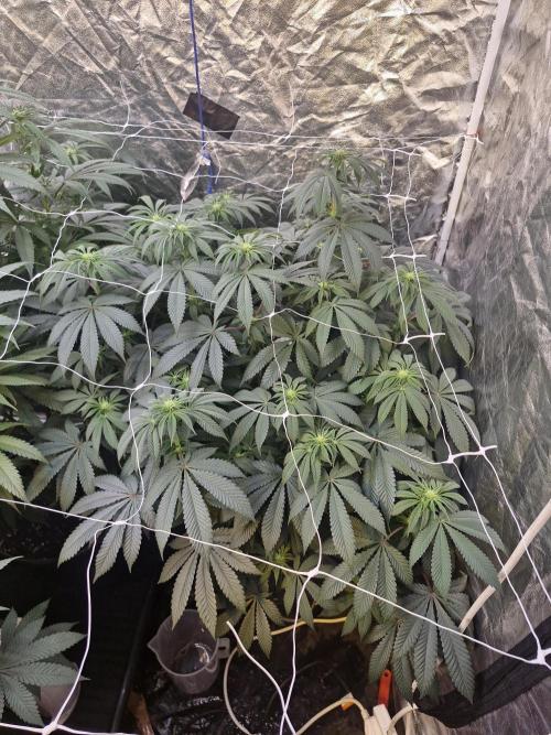 Rs11 pheno hunt. Week 11