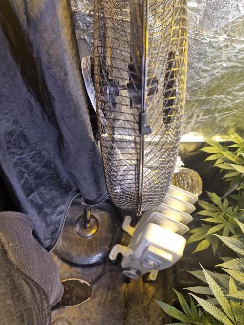 Rs11 pheno hunt. Week 11