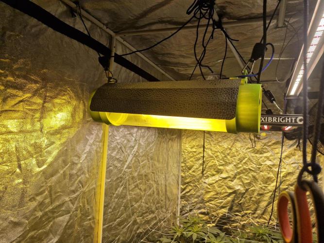 Rs11 pheno hunt. Week 11