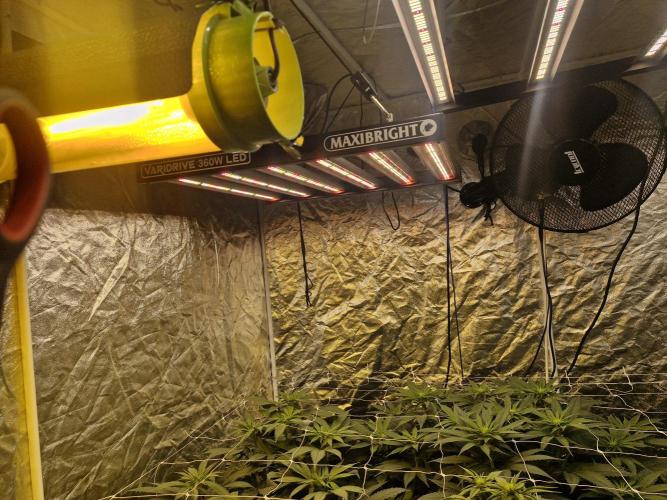 Rs11 pheno hunt. Week 11