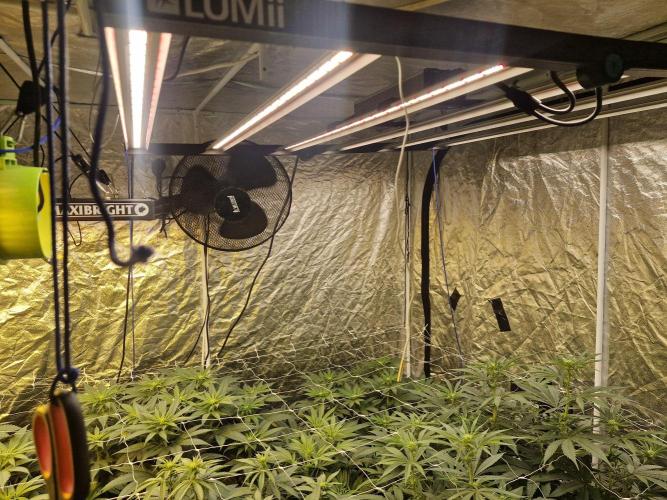 Rs11 pheno hunt. Week 11