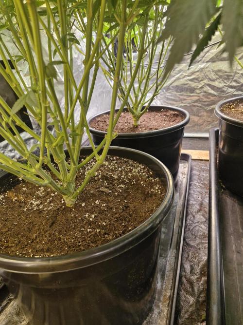 Rs11 pheno hunt. Week 11