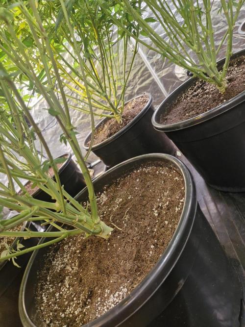 Rs11 pheno hunt. Week 11