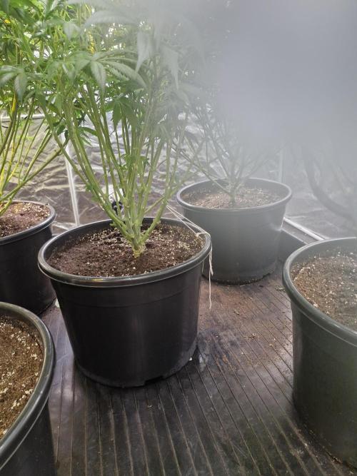 Rs11 pheno hunt. Week 11