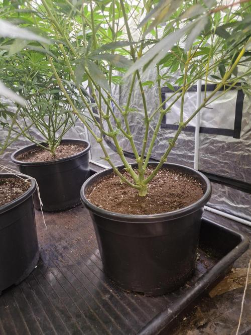 Rs11 pheno hunt. Week 11