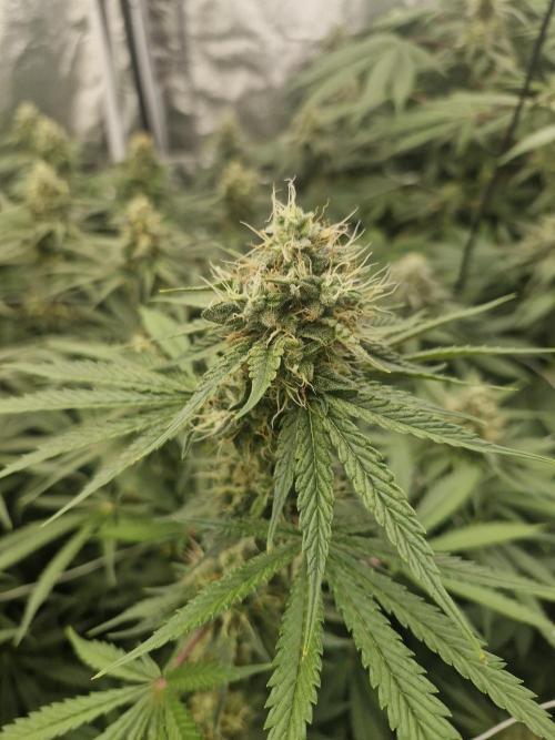 Stardawg pheno hunt. Week 11