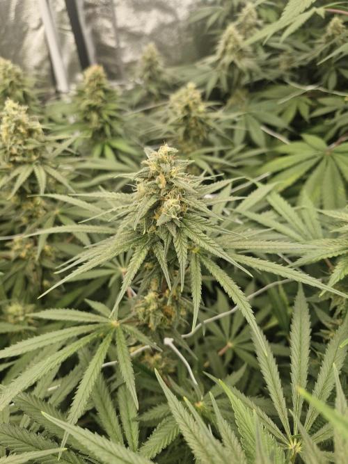 Stardawg pheno hunt. Week 11