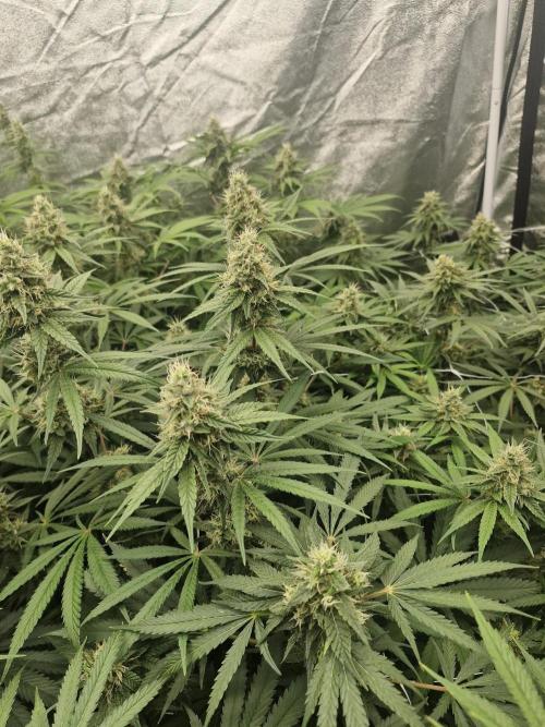 Stardawg pheno hunt. Week 11