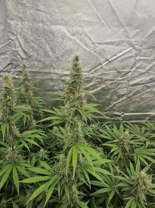 Stardawg pheno hunt. Week 11