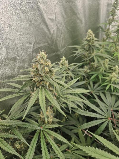 Stardawg pheno hunt. Week 11