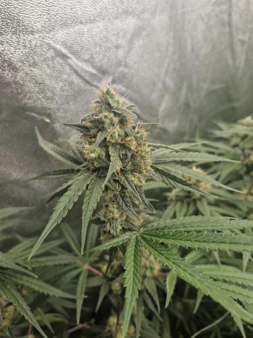 Stardawg pheno hunt. Week 11