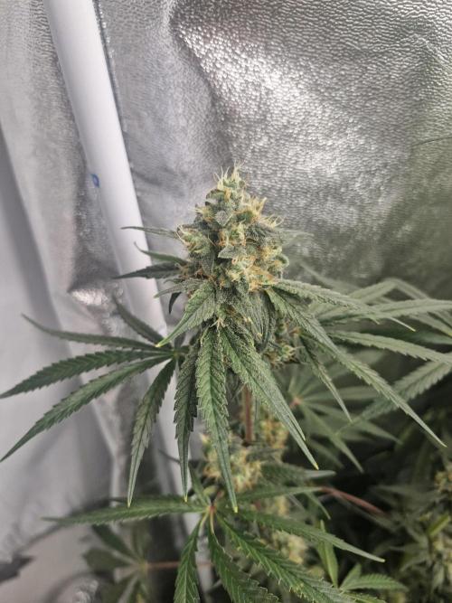 Stardawg pheno hunt. Week 11