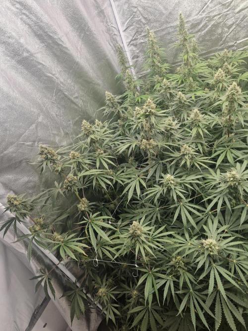 Stardawg pheno hunt. Week 11