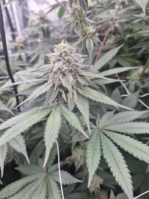 Cherry poppers pheno hunt. Week 11