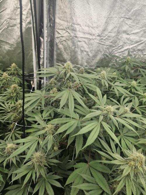 Cherry poppers pheno hunt. Week 11