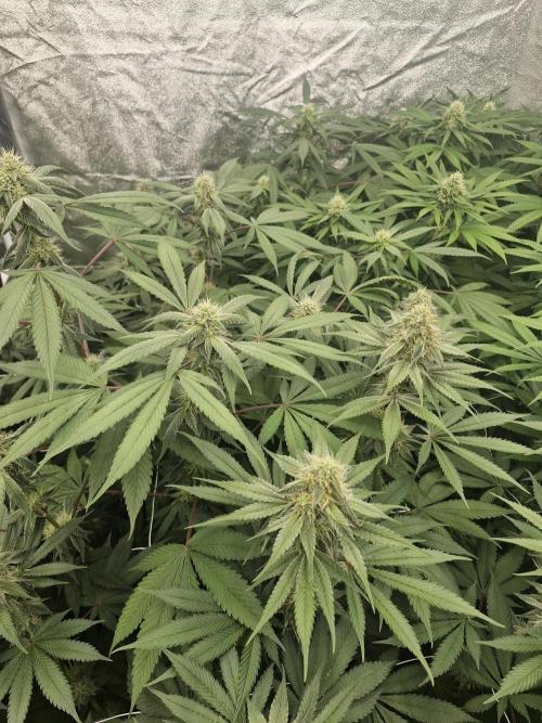 Cherry poppers pheno hunt. Week 11