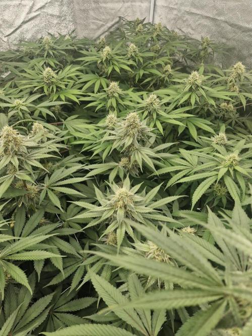 Cherry poppers pheno hunt. Week 11