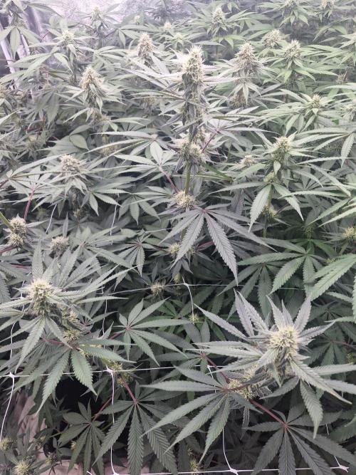 Cherry poppers pheno hunt. Week 11