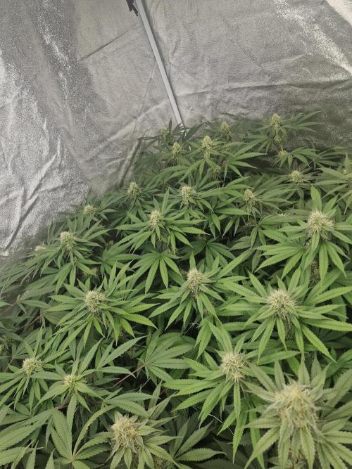 Blue dream pheno hunt. Week 11