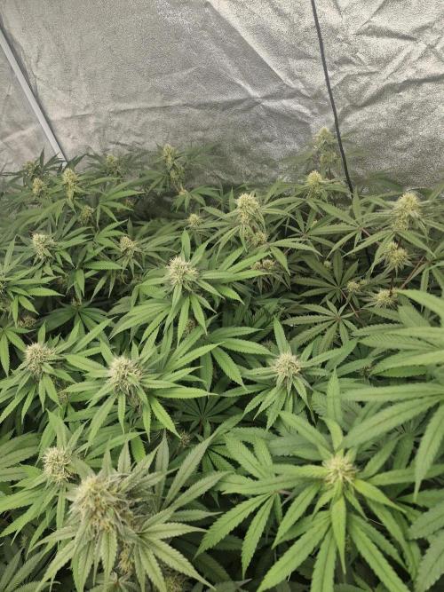 Blue dream pheno hunt. Week 11