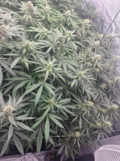 Blue dream pheno hunt. Week 11