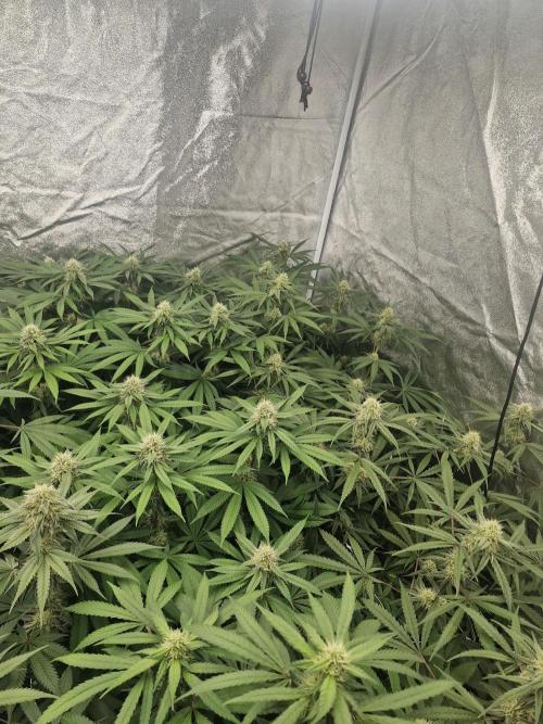 Blue dream pheno hunt. Week 11