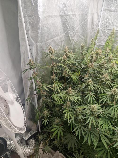 Stardawg pheno hunt. Week 12