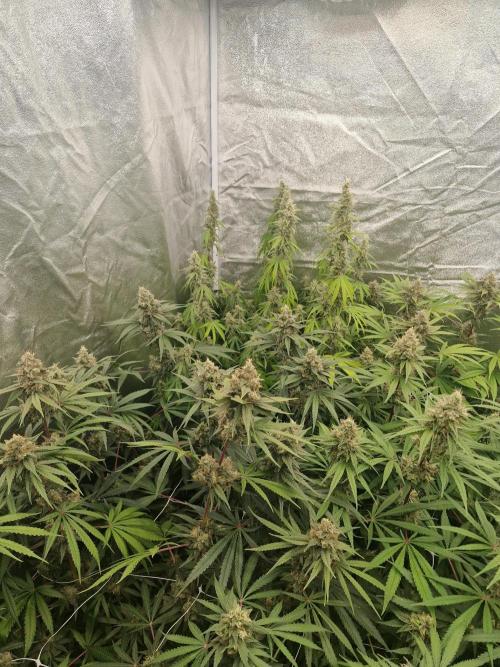 Stardawg pheno hunt. Week 12