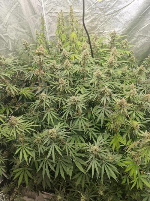 Stardawg pheno hunt. Week 12