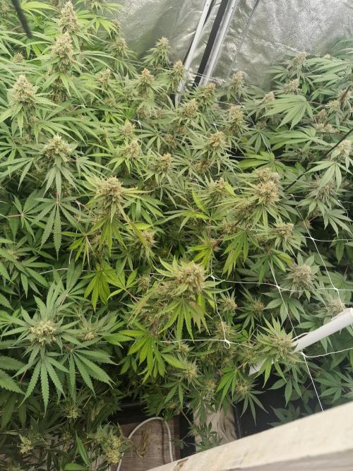 Stardawg pheno hunt. Week 12