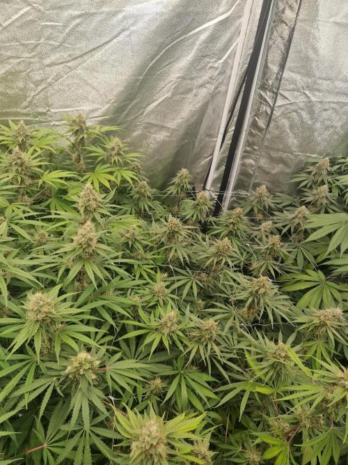 Stardawg pheno hunt. Week 12