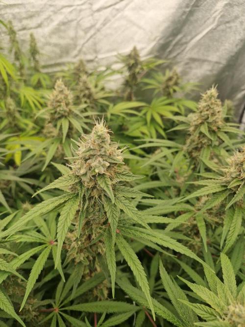 Stardawg pheno hunt. Week 12