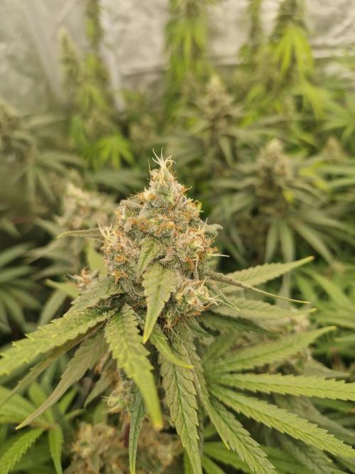 Stardawg pheno hunt. Week 12