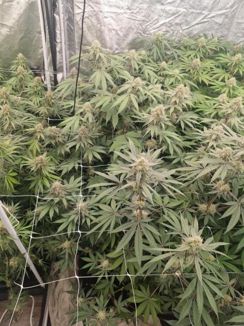 Cherry poppers pheno hunt. Week 12