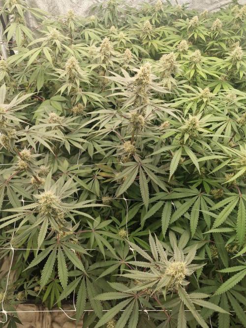 Cherry poppers pheno hunt. Week 12