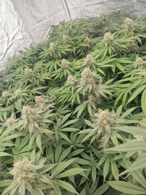 Cherry poppers pheno hunt. Week 12